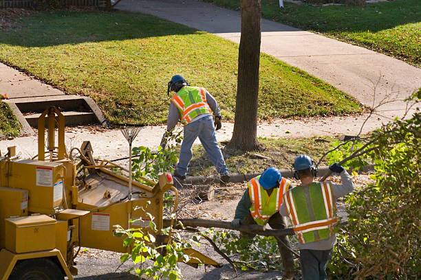 Tree Branch Trimming in Wallace, ID